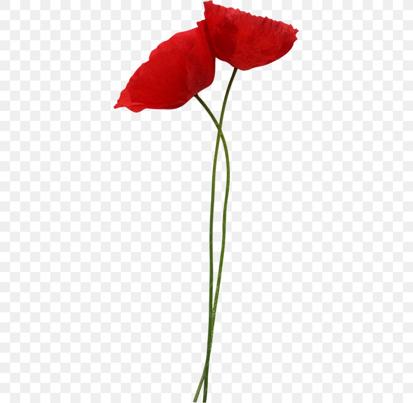 Poppy Flower Red Clip Art, PNG, 369x800px, Poppy, Blume, Common Poppy, Coquelicot, Cut Flowers Download Free