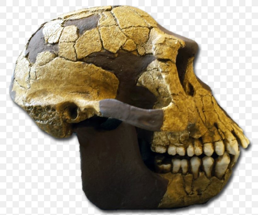 Reptile Skull Skeleton, PNG, 800x684px, Reptile, Bone, Jaw, Skeleton, Skull Download Free