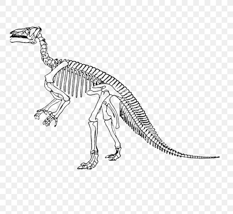 Tyrannosaurus Iguanodon Lesothosaurus Velociraptor Edmontosaurus Annectens, PNG, 750x750px, Tyrannosaurus, Black And White, Bone, Dinosaur, Drawing Download Free