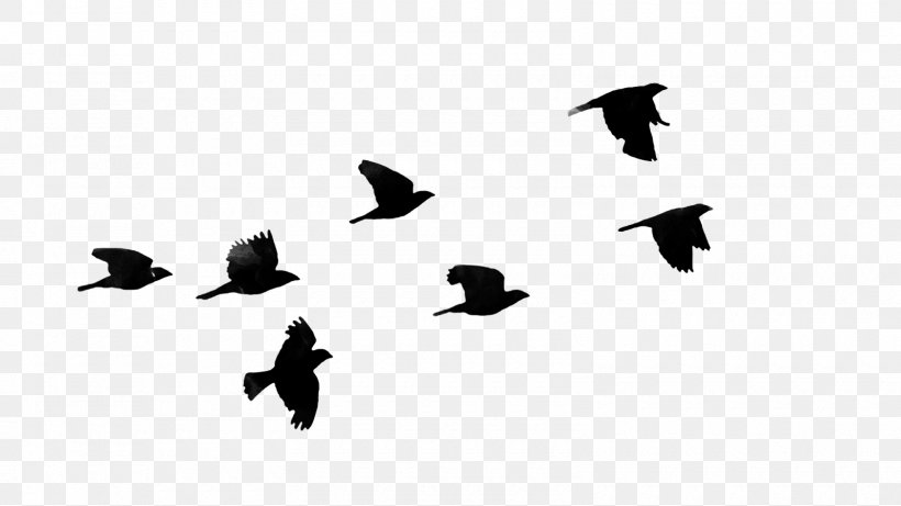 Bird Desktop Wallpaper Clip Art, PNG, 1600x900px, Bird, Animal Migration, Beak, Bird Flight, Bird Migration Download Free