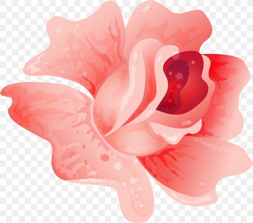 Cut Flowers Rosaceae Rose Petal, PNG, 1200x1058px, Flower, Cut Flowers, Family, Flowering Plant, Herbaceous Plant Download Free