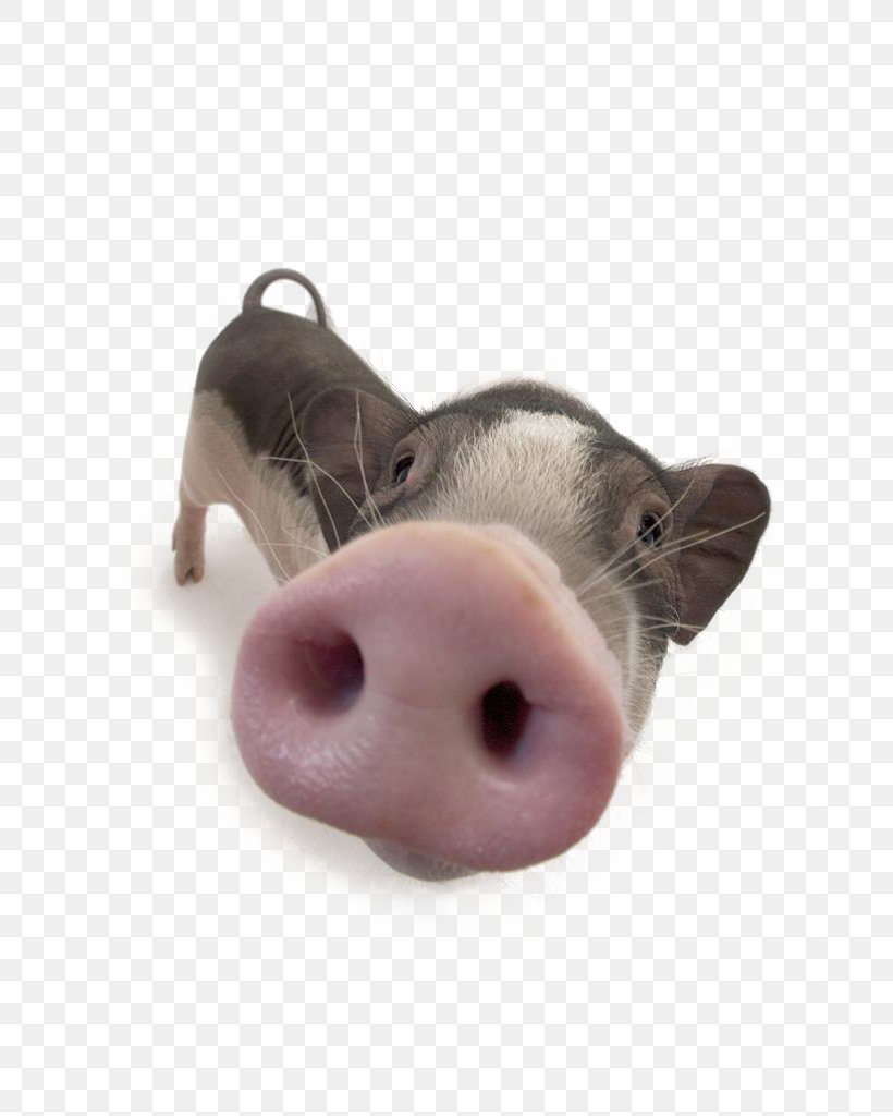 Domestic Pig Nose, PNG, 682x1024px, Large White Pig, Animal, Avatar, Domestic Pig, Livestock Download Free