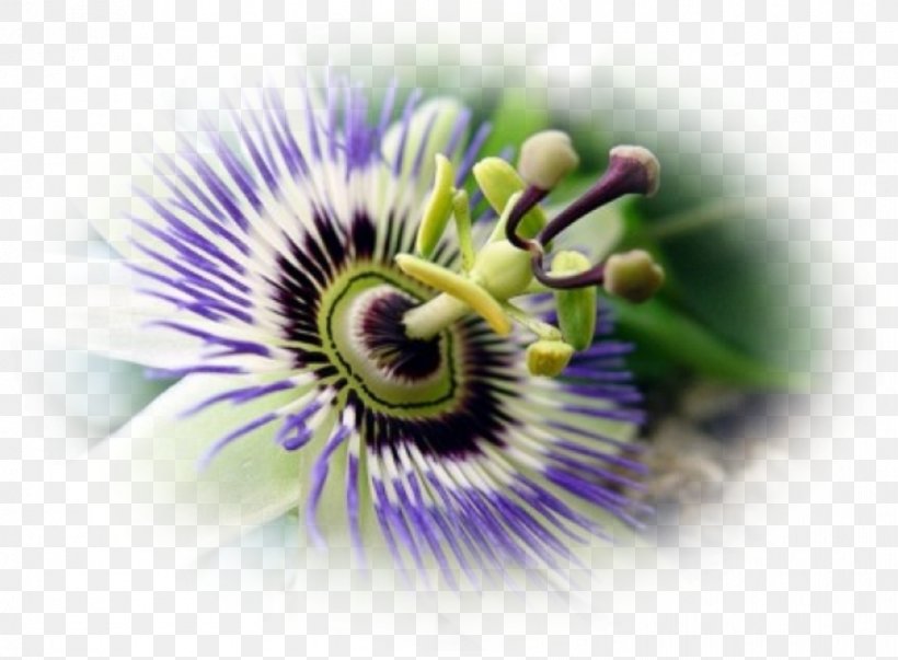 Purple Passionflower Granadilla Passion Fruit Close-up, PNG, 892x656px, Purple Passionflower, Close Up, Closeup, Flower, Flowering Plant Download Free