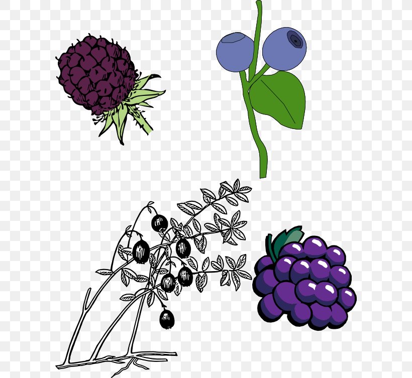 Clip Art Vector Graphics Blackberry Openclipart Fruit, PNG, 600x753px, Blackberry, Berry, Blueberry, Branch, Drawing Download Free