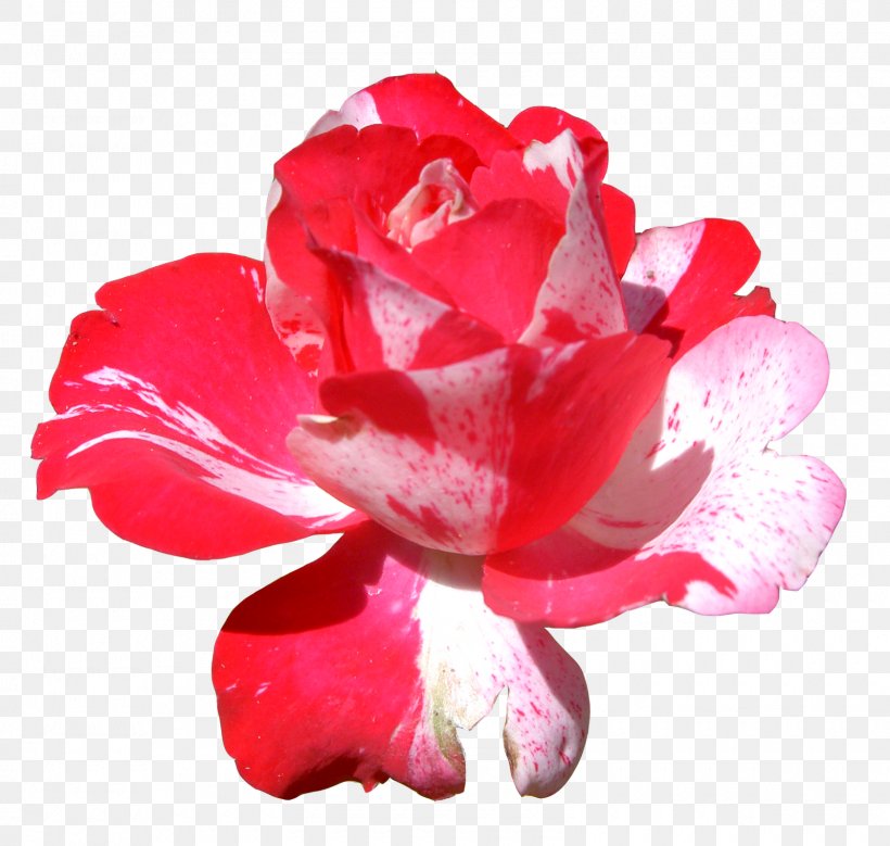 Flower Rose Clip Art, PNG, 1600x1521px, Flower, Camellia, China Rose, Cut Flowers, Display Resolution Download Free