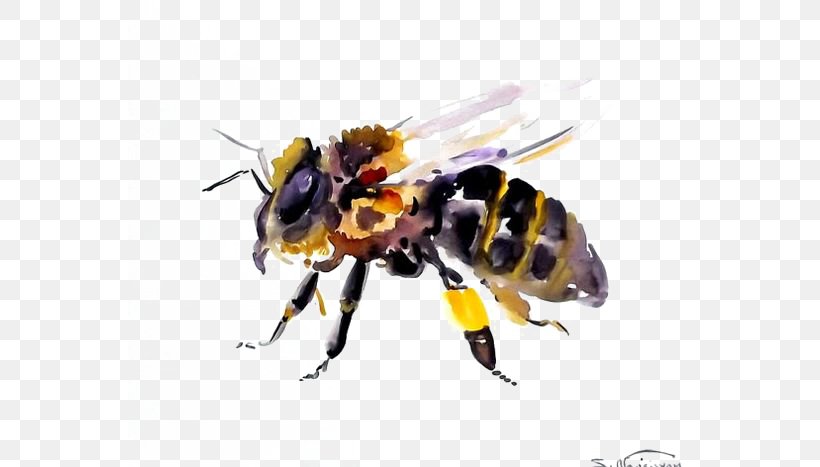 Honey Bee Hornet Insect Bumblebee, PNG, 564x467px, Honey Bee, Animal, Art, Arthropod, Bee Download Free