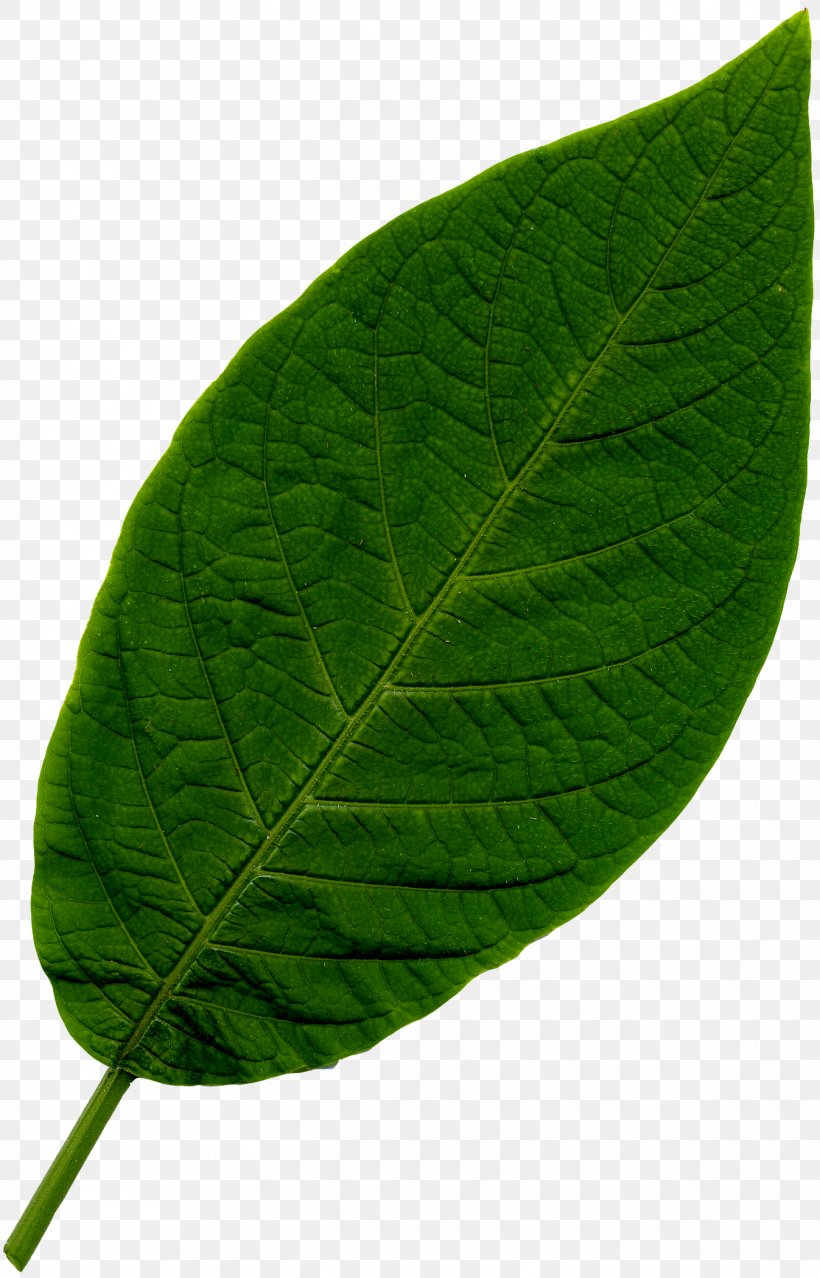 Leaf Vegetable Drawing Photography, PNG, 1347x2100px, Leaf, Animation, Description, Drawing, Herb Download Free