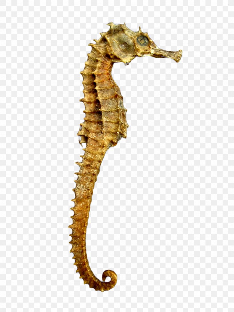 Yellow Seahorse, PNG, 1704x2272px, Seahorse, Austral Pacific Energy Png Limited, Fish, Horse, Organism Download Free