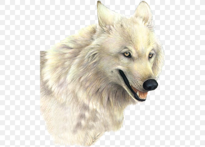 Arctic Wolf Clip Art, PNG, 501x587px, Arctic Wolf, Canadian Eskimo Dog, Carnivoran, Czechoslovakian Wolfdog, Dog Download Free