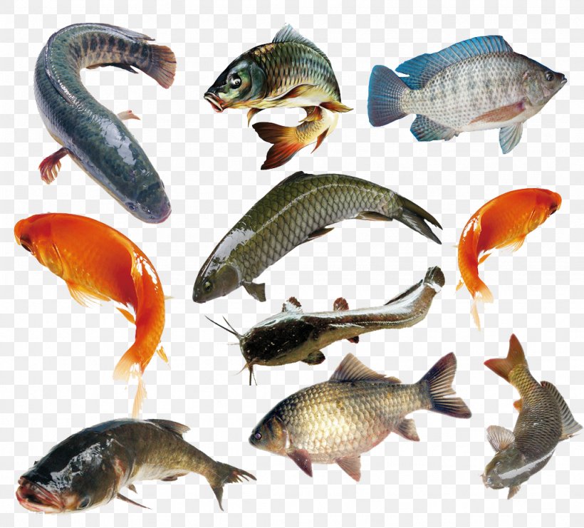 Fish Food Live Sharksucker Sea U6d77u6c34u9b5a, PNG, 1024x926px, Fish, Bony Fish, Carp, Eating, Fat Download Free