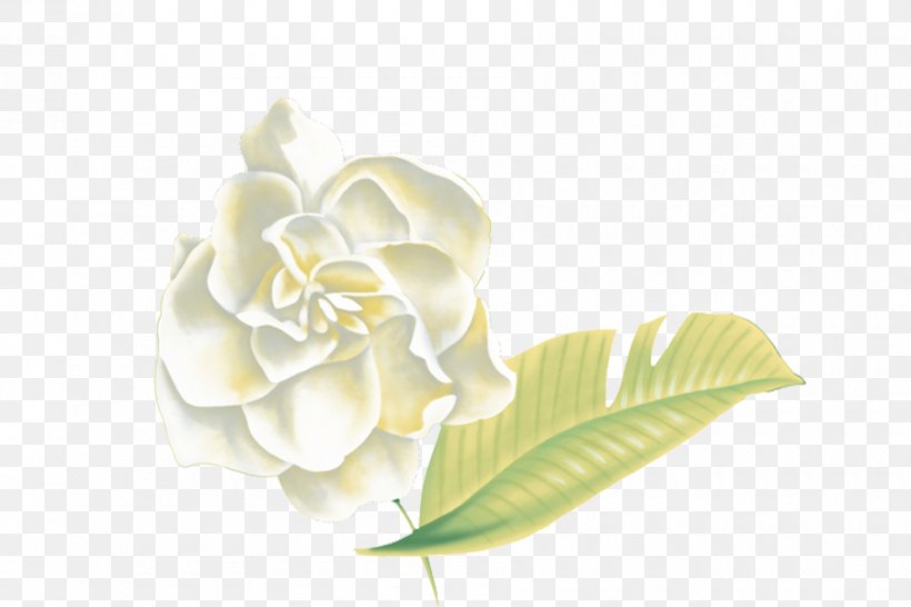 Flower Petal, PNG, 900x600px, Flower, Cut Flowers, Designer, Floral Design, Floristry Download Free