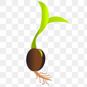 Seed Sprouting Clip Art, PNG, 564x1023px, Seed, Artwork, Black And ...