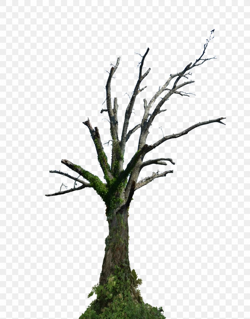 Tree Branch Root Snag, PNG, 3560x4535px, Tree, Branch, Drawing, Flowerpot, Forest Download Free
