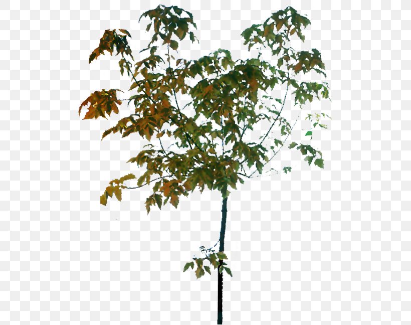 Twig Tree, PNG, 513x648px, 3d Computer Graphics, Twig, Branch, Data Compression, Flowering Plant Download Free
