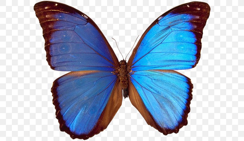 Butterfly Papillon Dog Axial Symmetry Bilateria, PNG, 600x474px, Butterfly, Animal, Arthropod, Axial Symmetry, Bilateria Download Free
