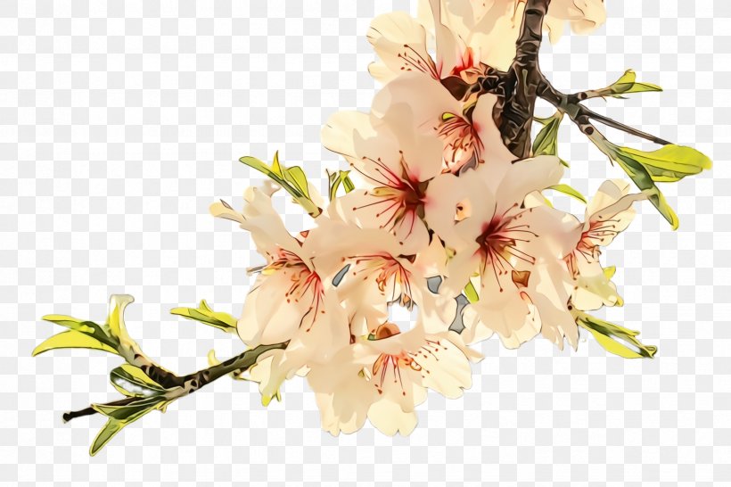 Cherry Blossom, PNG, 2448x1632px, Watercolor, Blossom, Branch, Cherry Blossom, Cut Flowers Download Free
