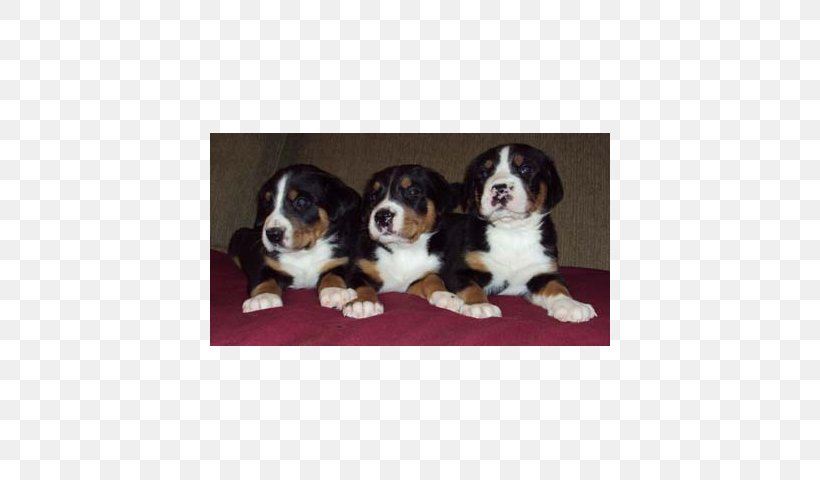 Dog Breed Bernese Mountain Dog Greater Swiss Mountain Dog Entlebucher Mountain Dog Cavalier King Charles Spaniel, PNG, 640x480px, Dog Breed, Bernese Mountain Dog, Breed, Breed Group Dog, Carnivoran Download Free