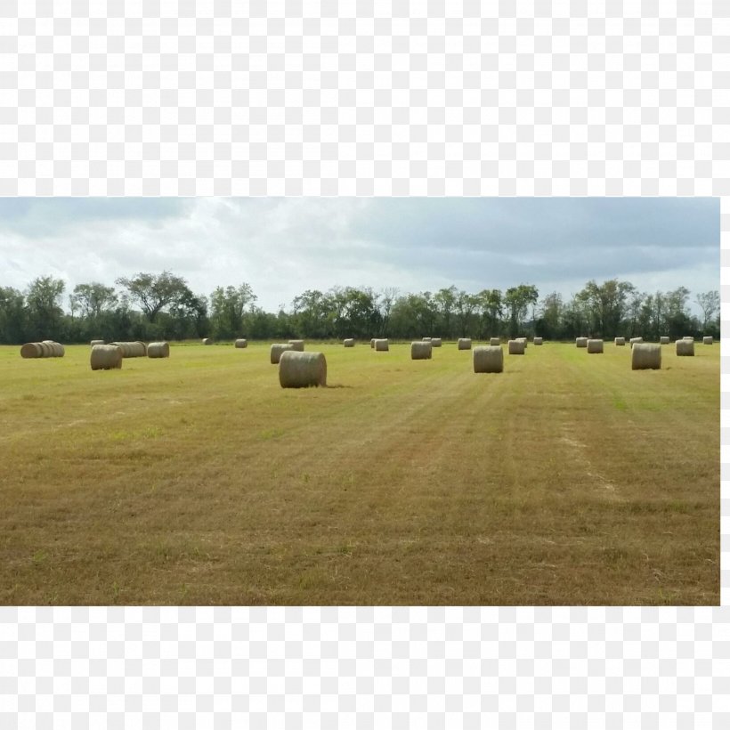 Farm Hay Ranch Grassland Steppe, PNG, 2208x2208px, Farm, Agriculture, Crop, Ecoregion, Field Download Free