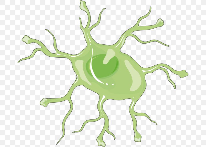 Astrocyte Nervous System Microglia Brain Cell, PNG, 680x587px, Watercolor, Cartoon, Flower, Frame, Heart Download Free