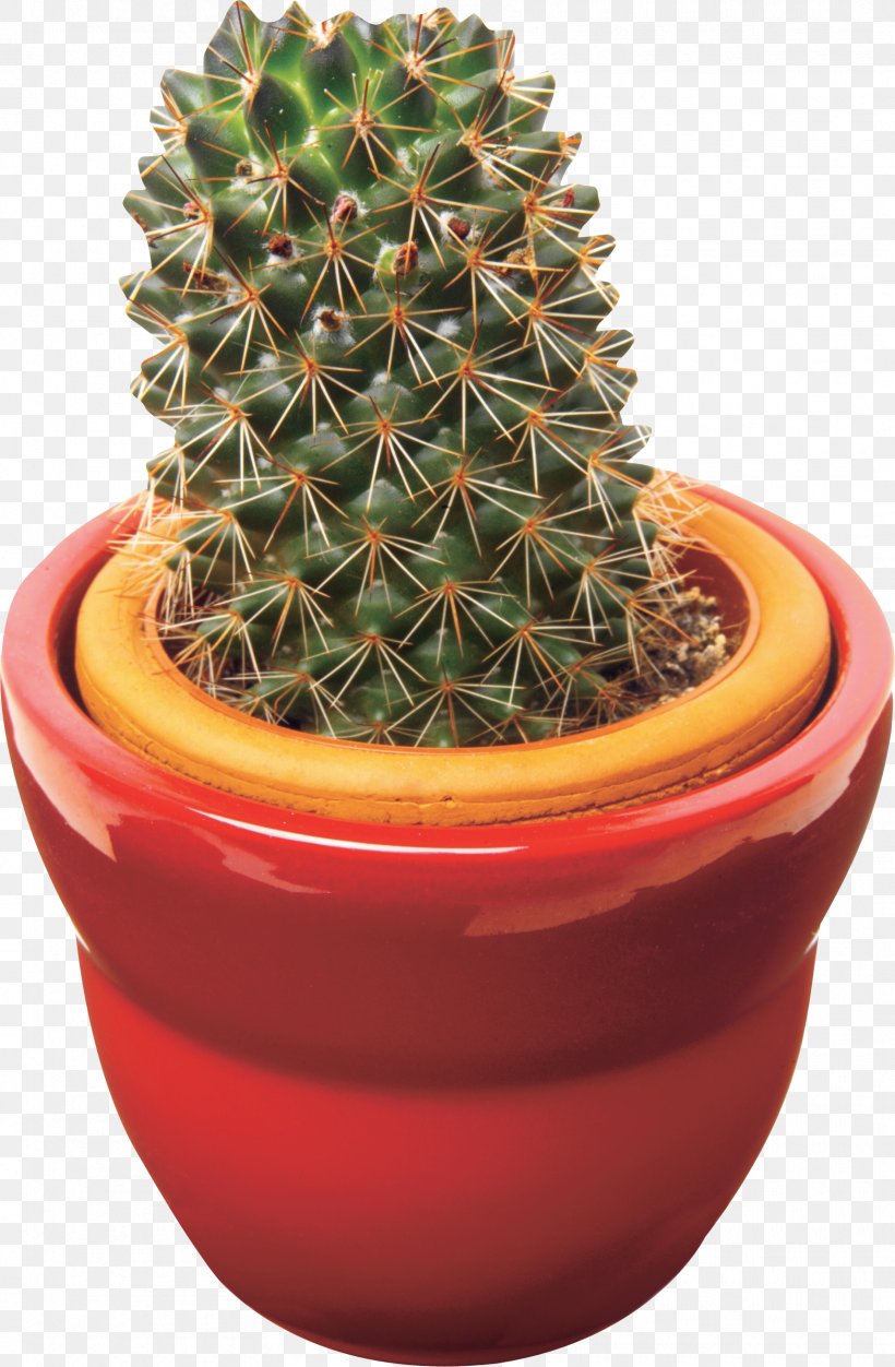 Cactaceae Acanthocereus Tetragonus Clip Art, PNG, 1714x2619px, Cactaceae, Acanthocereus, Acanthocereus Tetragonus, Cactus, Caryophyllales Download Free