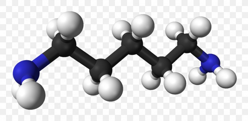 Cadaverine Molecule Diamine Putrescine, PNG, 1100x537px, Cadaverine, Amine, Atom, Ballandstick Model, Chemical Compound Download Free