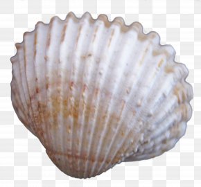 Creative Seashells - Cockle Seashell PNG