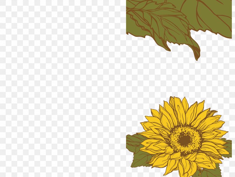 Common Sunflower Sunflower Seed Daisy Family Plant, PNG, 2000x1504px, Common Sunflower, Color, Daisy Family, Flower, Flowering Plant Download Free