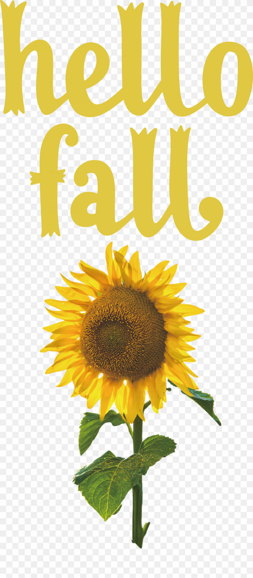 Hello Fall Fall Autumn, PNG, 1312x2999px, Hello Fall, Autumn, Common Sunflower, End Of An Era, Fall Download Free