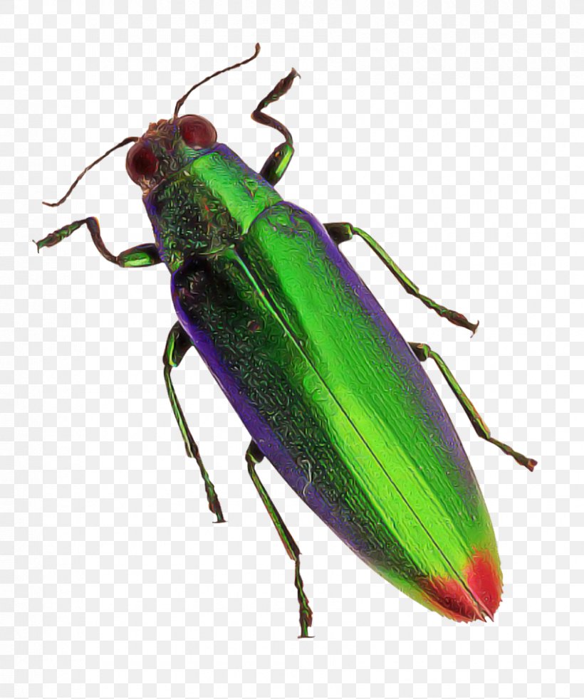 Insect Beetle Jewel Beetles Blister Beetles Ground Beetle, PNG, 850x1018px, Insect, Beetle, Blister Beetles, Ground Beetle, Jewel Beetles Download Free