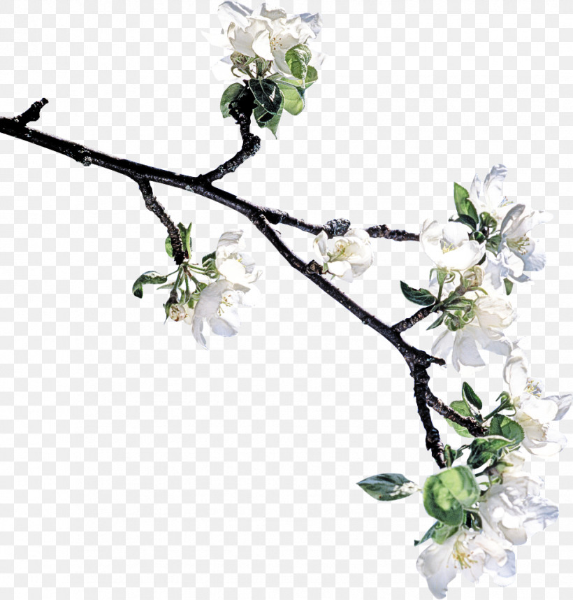 Flower Branch Plant Twig Cut Flowers, PNG, 978x1024px, Flower, Blossom, Branch, Cut Flowers, Malus Download Free