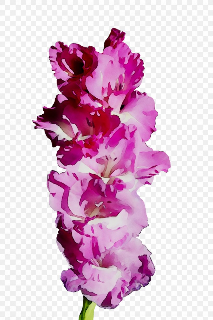 Gladiolus Cut Flowers Pink M RTV Pink, PNG, 1012x1522px, Gladiolus, Broomrape, Cut Flowers, Delphinium, Flower Download Free
