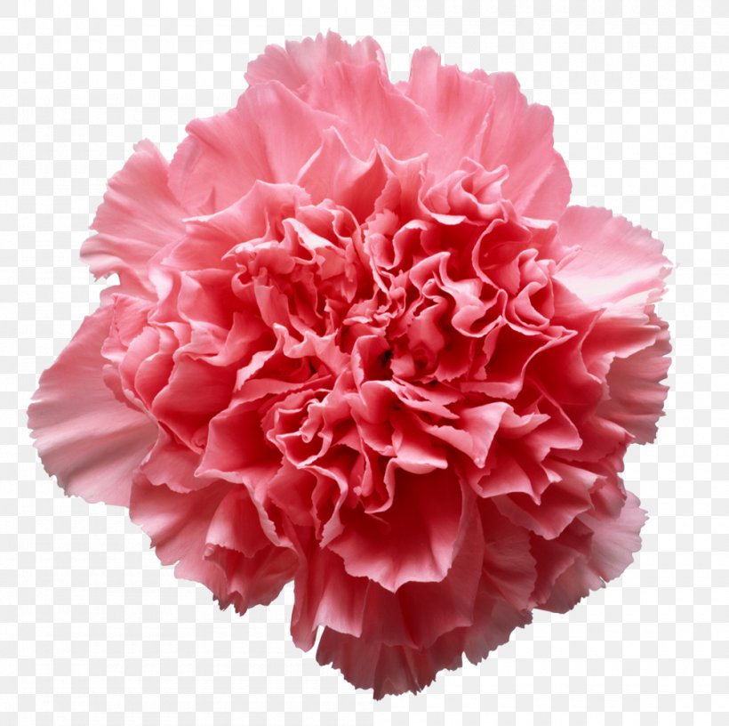 Stock Photography University Of Missouri Image Royalty-free, PNG, 1000x996px, Stock Photography, Carnation, Cut Flowers, Dianthus, Flower Download Free