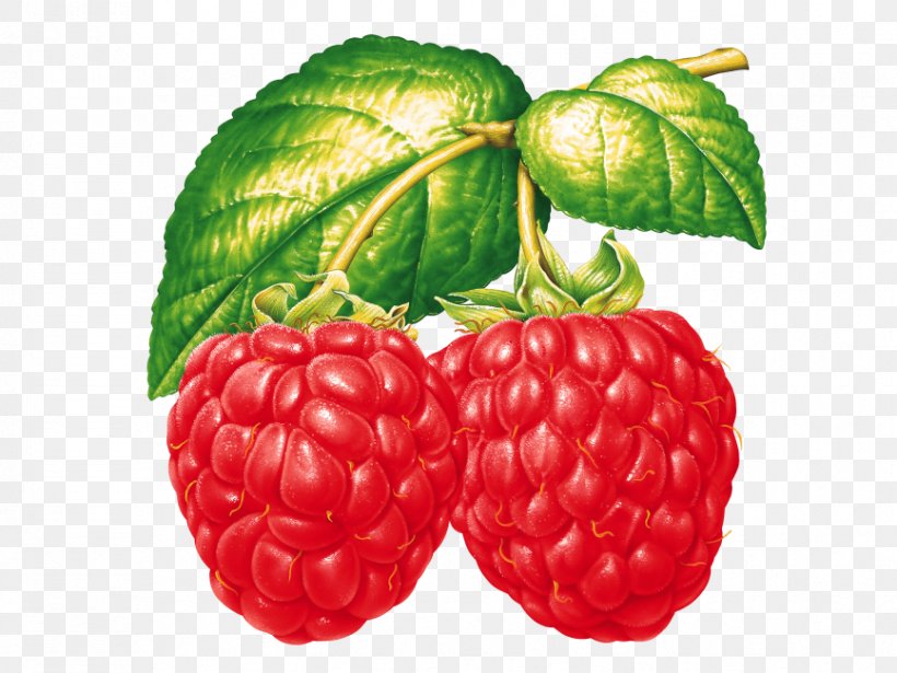 Strawberry Cartoon, PNG, 866x650px, Raspberry, Accessory Fruit, Berries, Berry, Black Raspberry Download Free