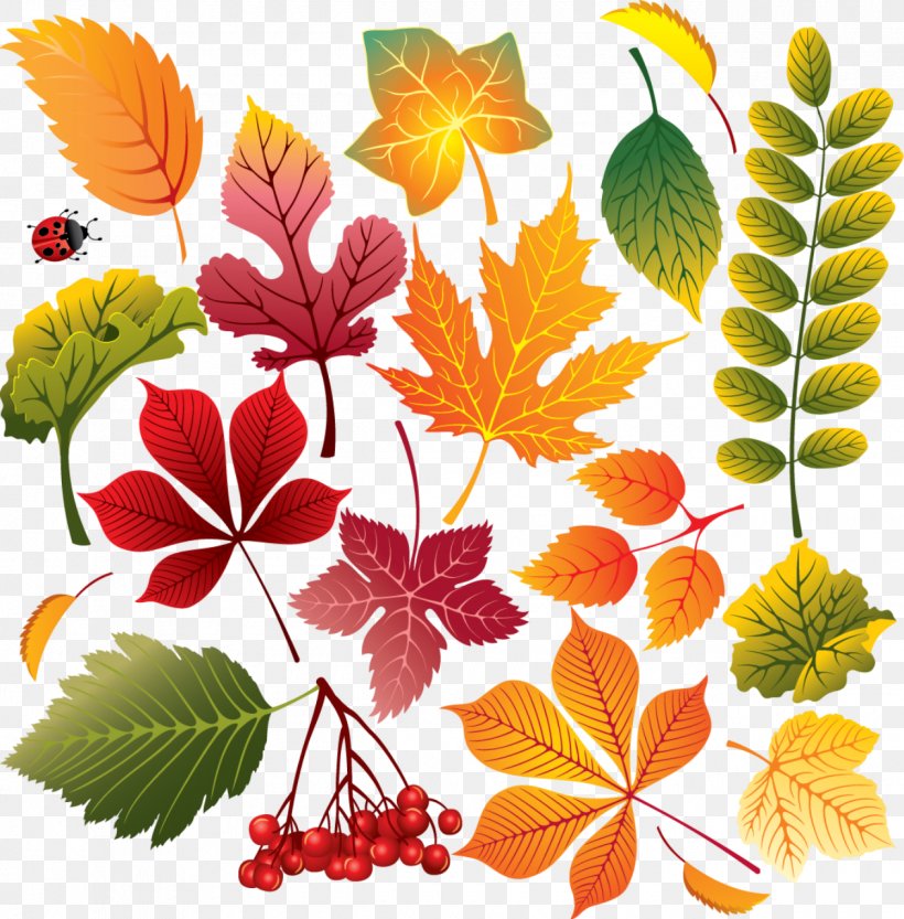 Autumn Leaf Color Autumn Leaf Color Maple Leaf, PNG, 1260x1280px, Autumn, Autumn Leaf Color, Branch, Cdr, Chrysanths Download Free