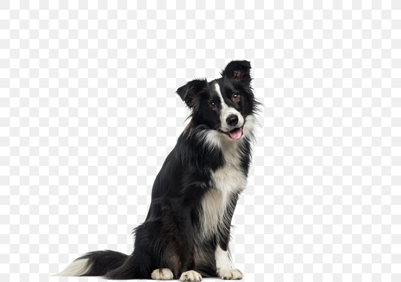 Border Collie English Shepherd Cloud 9 Canine Dog Breed Dog Biscuit, PNG, 700x578px, Border Collie, Breed, Carnivoran, Companion Dog, Dog Download Free