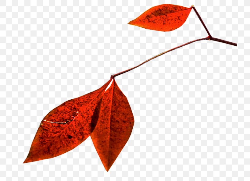 Leaf PlayStation Portable Autumn Kumquat, PNG, 737x594px, 1 September, 2013, Leaf, Atom, August 31 Download Free