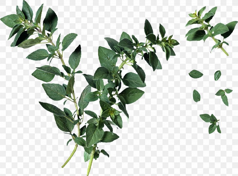 Oregano Leaf Herb Plant Identification, PNG, 2653x1966px, Oregano, Branch, Cutting, Food, Herb Download Free