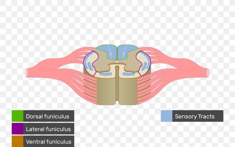 Spinal Cord White Matter Nerve Tract Anatomy Medulla Oblongata, PNG, 770x514px, Spinal Cord, Anatomy, Brainstem, Brand, Diagram Download Free