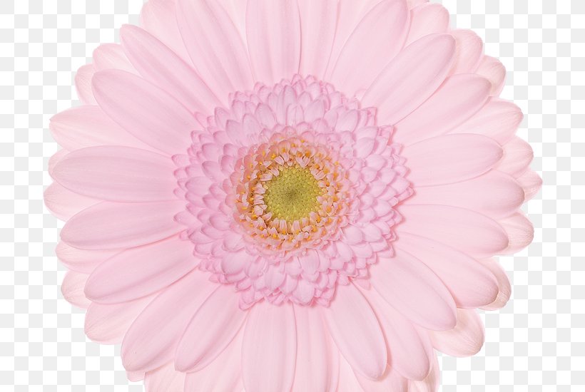 Transvaal Daisy Cut Flowers Plant Greenhouse, PNG, 800x550px, Transvaal Daisy, Armenia, Chrysanthemum, Chrysanths, Cut Flowers Download Free
