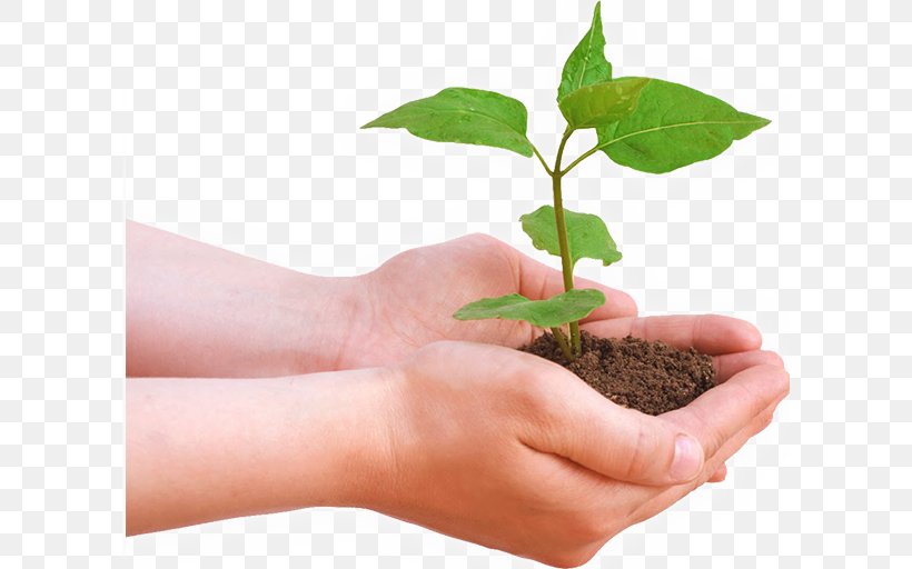 Tree Planting International Day Of Forests Natural Environment Plants, PNG, 600x512px, Tree Planting, Business, Finger, Flowerpot, Forest Download Free