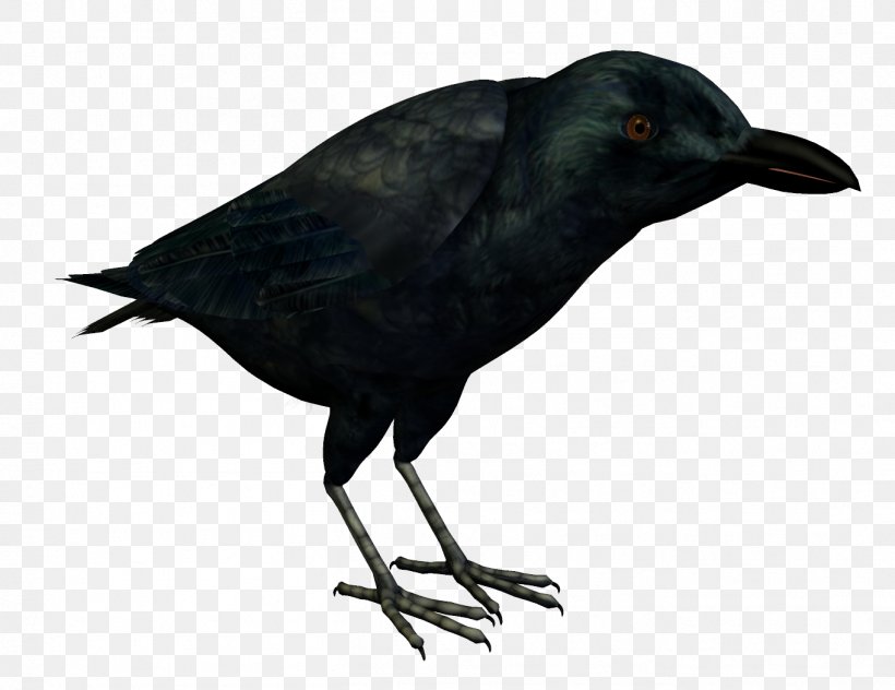 American Crow Rook New Caledonian Crow, PNG, 1362x1050px, American Crow, Animal, Beak, Bird, Blackbird Download Free
