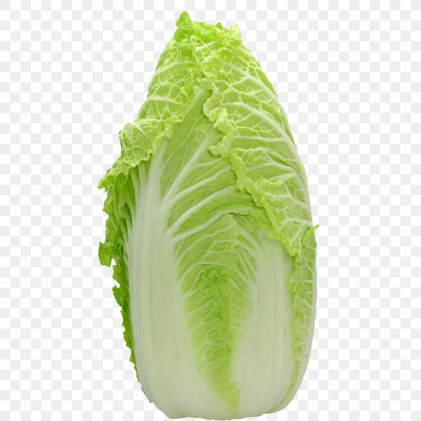 Chinese Cabbage Leaf Lettuce Vegetable Salad, PNG, 2480x2480px, Cabbage, Brassica Oleracea, Celery, Chard, Chinese Cabbage Download Free