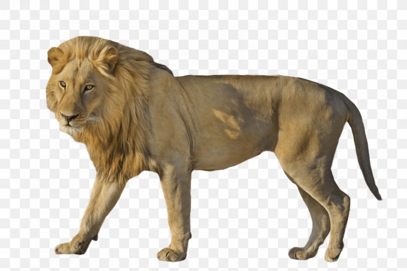 East African Lion Cat Image Clip Art, PNG, 850x567px, East African Lion, Animal, Big Cats, Carnivoran, Cat Download Free