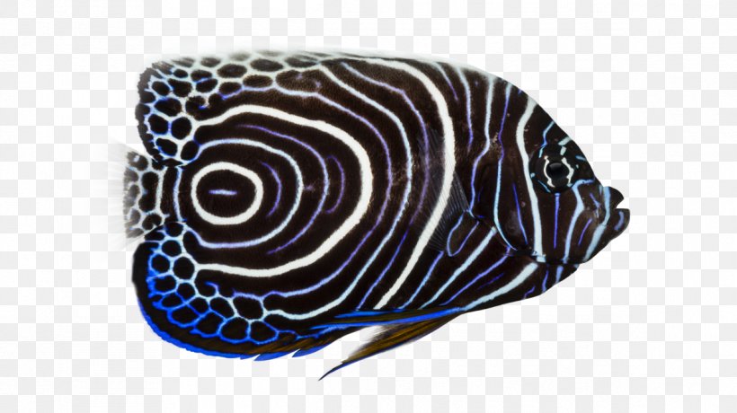 Emperor Angelfish King Angelfish Tropical Fish Butterflyfishes, PNG, 1193x670px, Fish, Aquarium, Blue, Butterflyfishes, Cobalt Blue Download Free