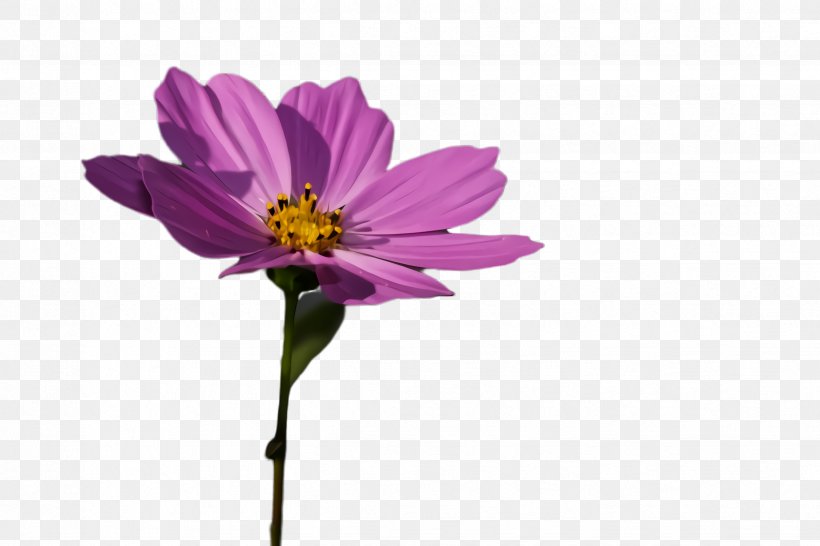 Flower Flowering Plant Plant Petal Pink, PNG, 2448x1632px, Flower, Cosmos, Daisy Family, Flowering Plant, Petal Download Free