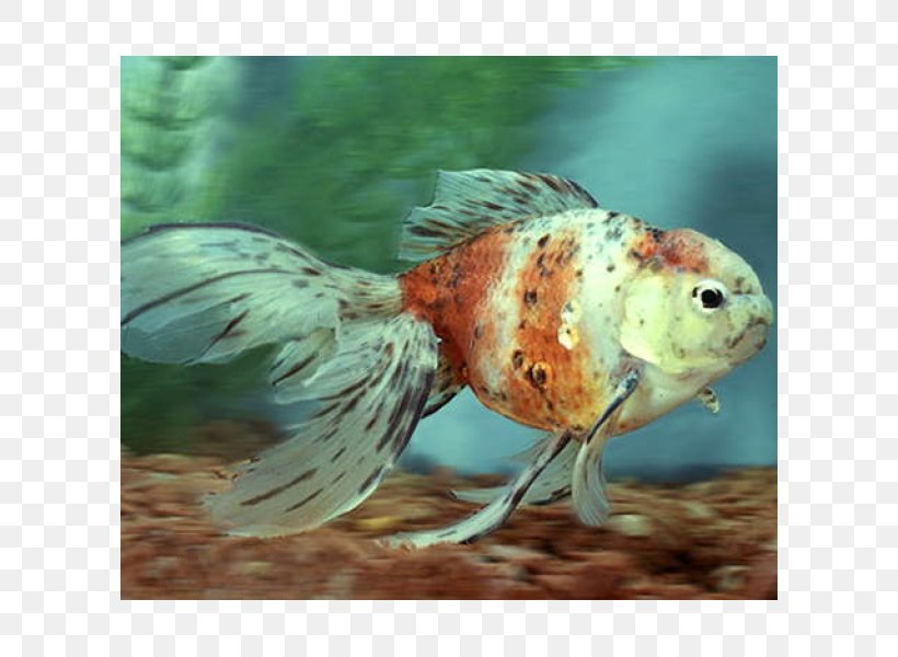 Goldfish Feeder Fish Aquariums Marine Biology, PNG, 600x600px, Goldfish, Aquarium, Aquariums, Biology, Bony Fish Download Free