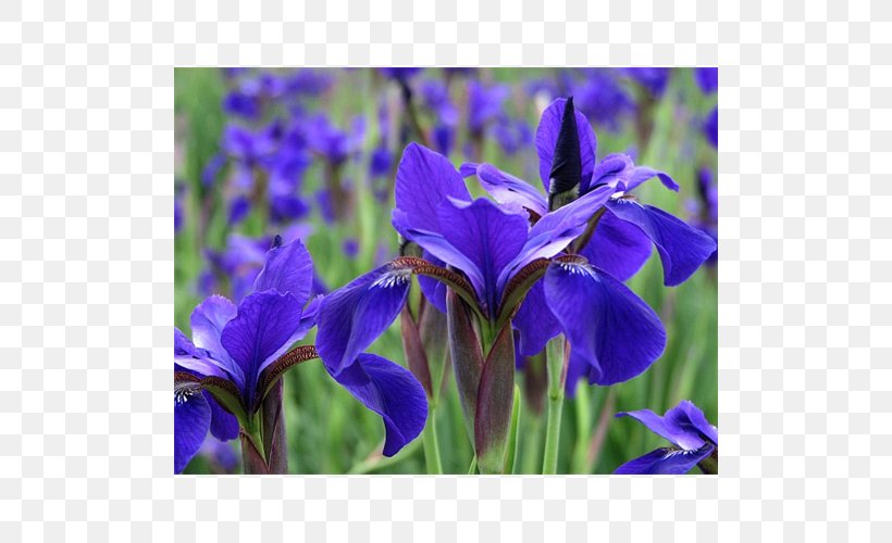Iris Versicolor Orris Root Bellflower Gentianaceae, PNG, 500x500px, Iris Versicolor, Bellflower, Bellflower Family, Flower, Flowering Plant Download Free