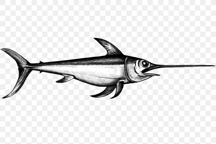Swordfish Sesimbra World Wide Web Sardine, PNG, 1024x683px, Swordfish, Billfish, Black, Black And White, Bony Fish Download Free