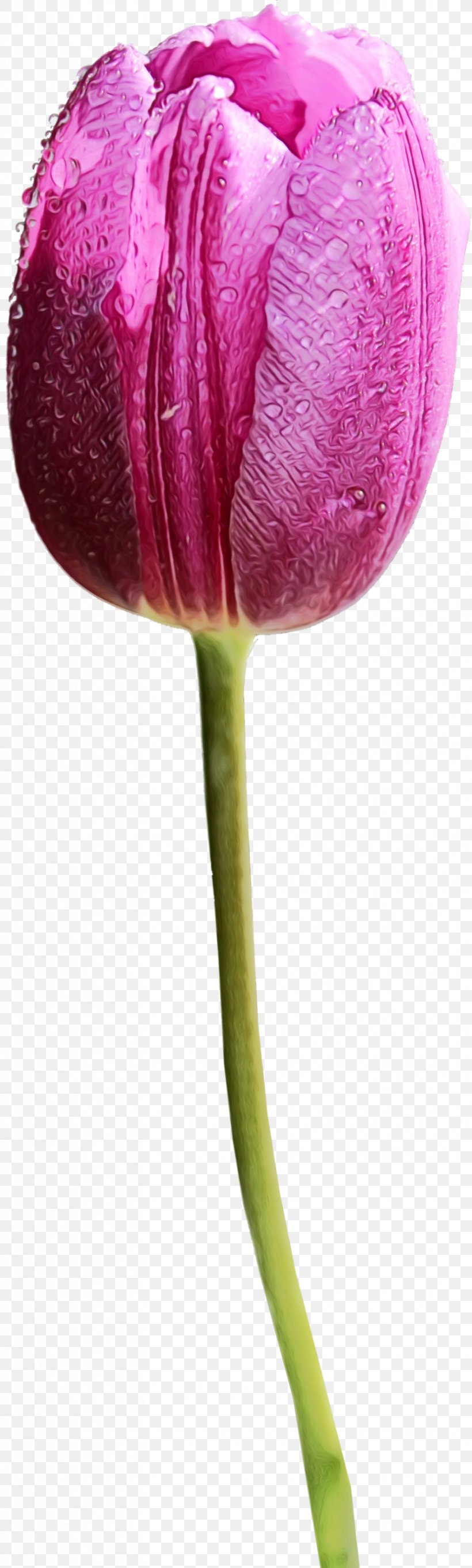 Flower Plant Tulip Plant Stem Purple, PNG, 830x2758px, Watercolor, Closeup, Flower, Paint, Petal Download Free