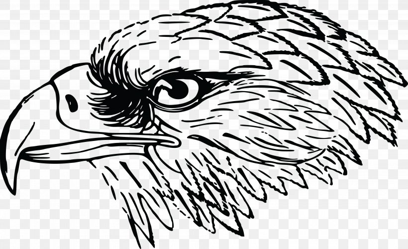 Bald Eagle Bird Clip Art, PNG, 4000x2443px, Watercolor, Cartoon, Flower, Frame, Heart Download Free